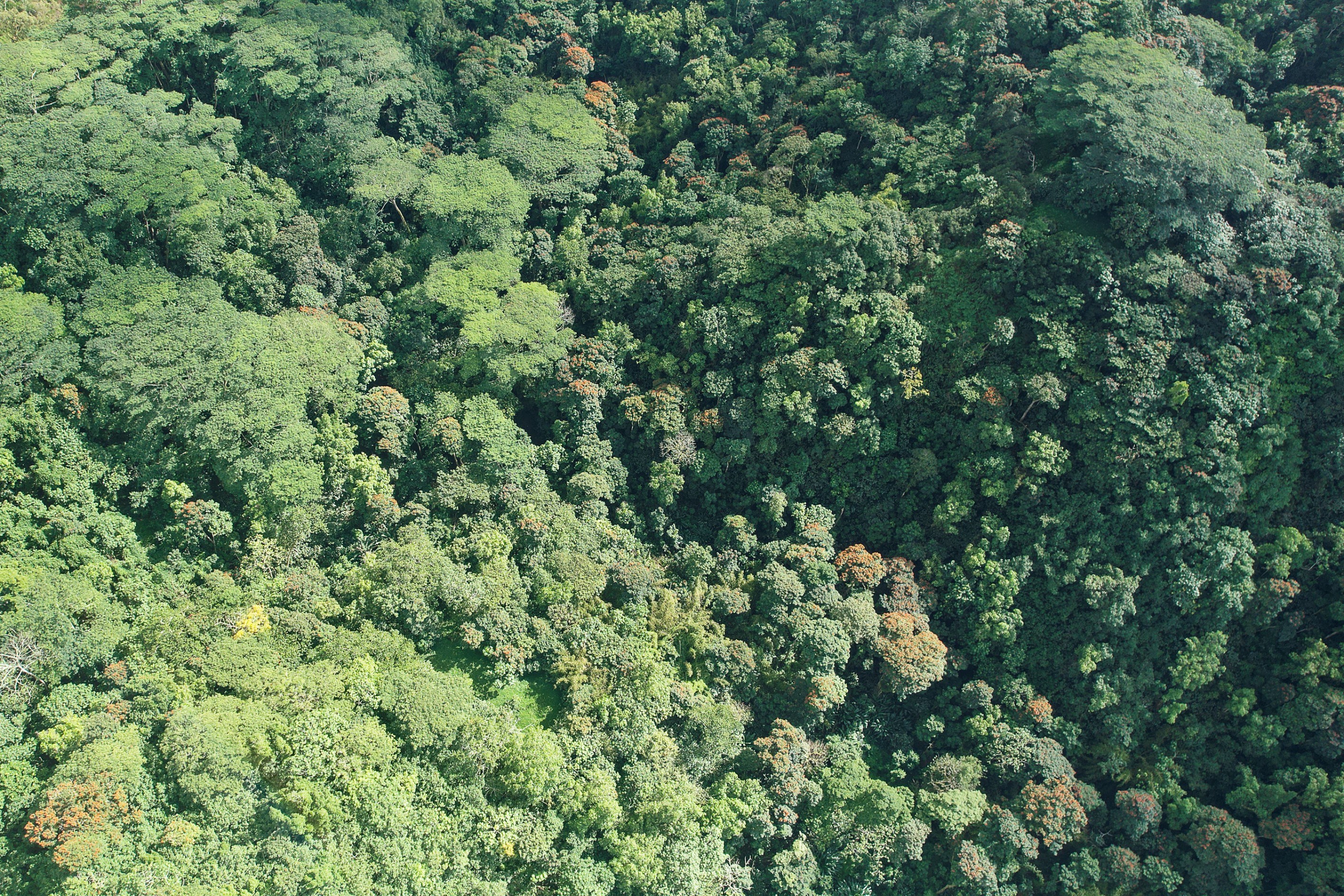  Tahiti - Afaahiti - Exceptional land surrounded by nature - 物件實景