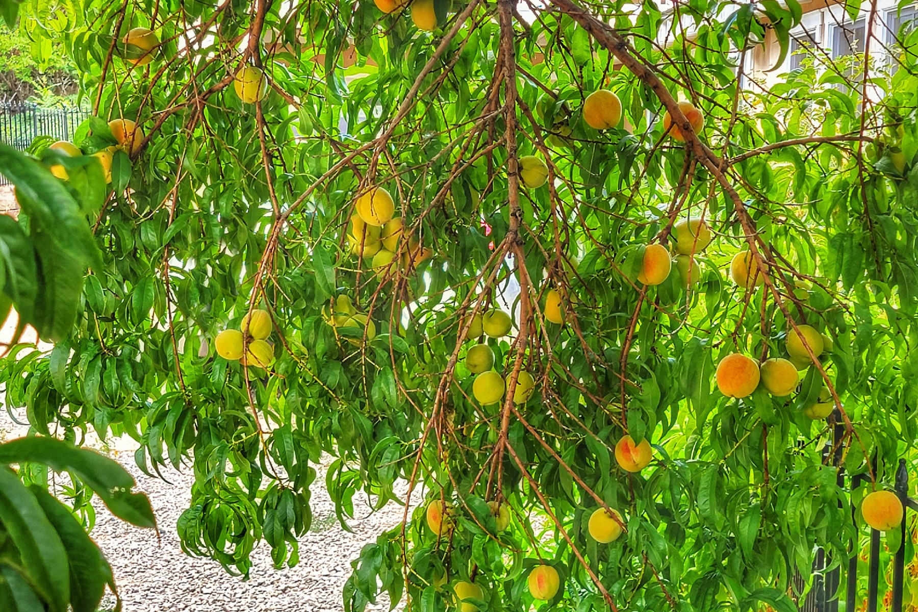  7 Camino De Pastores #A & #B - 物件實景