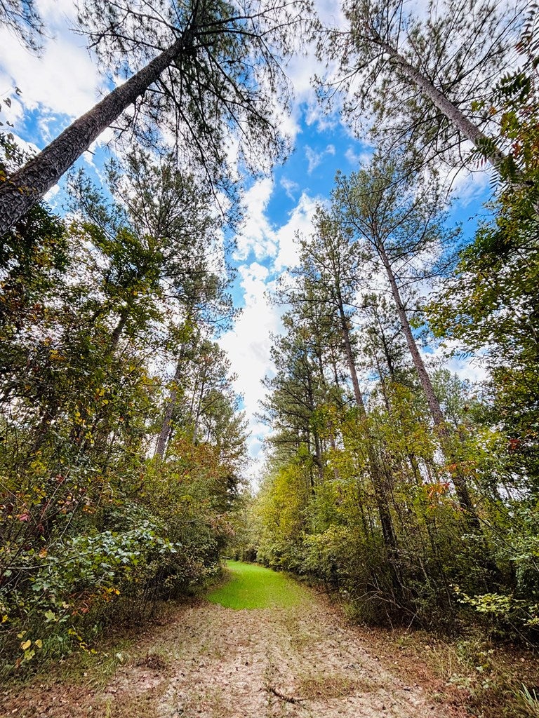 Abbeville, Georgia, 31001, United States, ,Land,For Sale,1975130