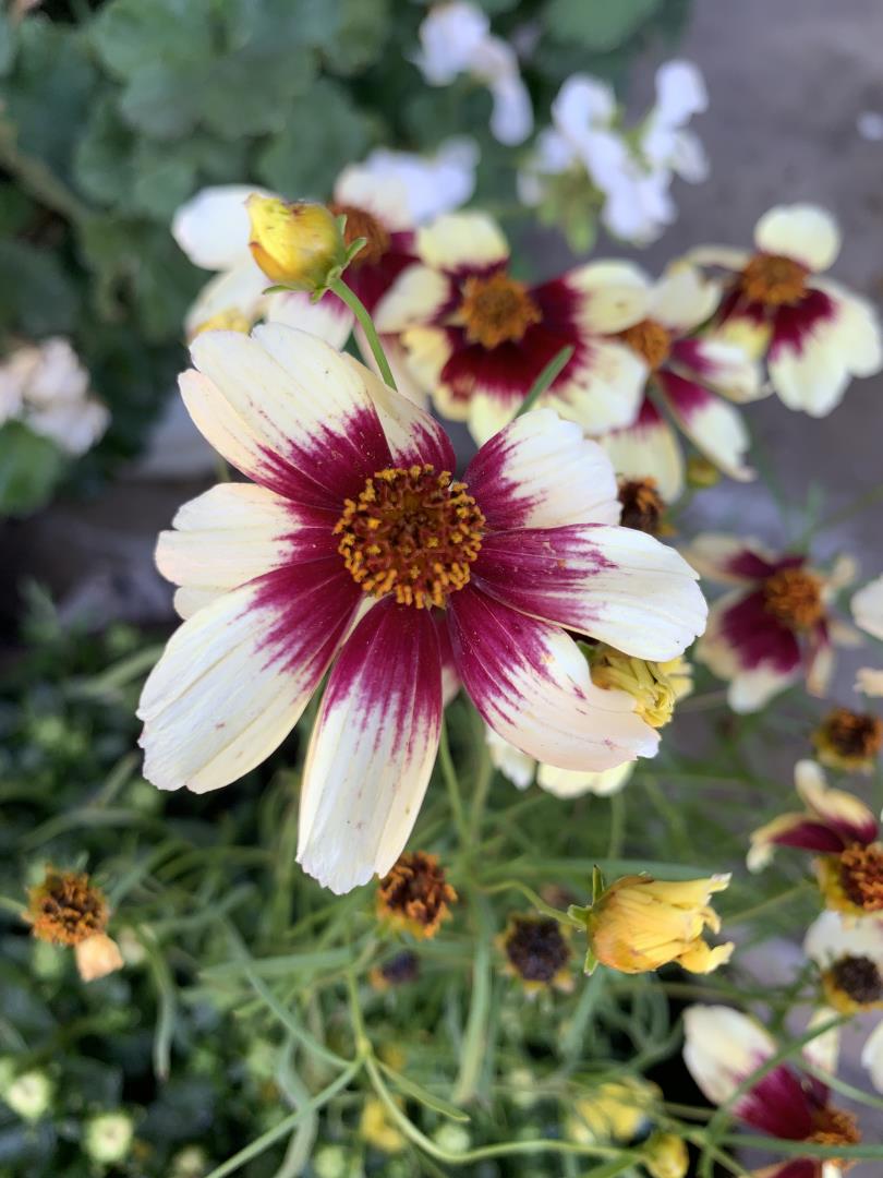 San Jose, California, 95125, United States, 4 Bedrooms Bedrooms, ,2 BathroomsBathrooms,Residential,For Sale,2003110