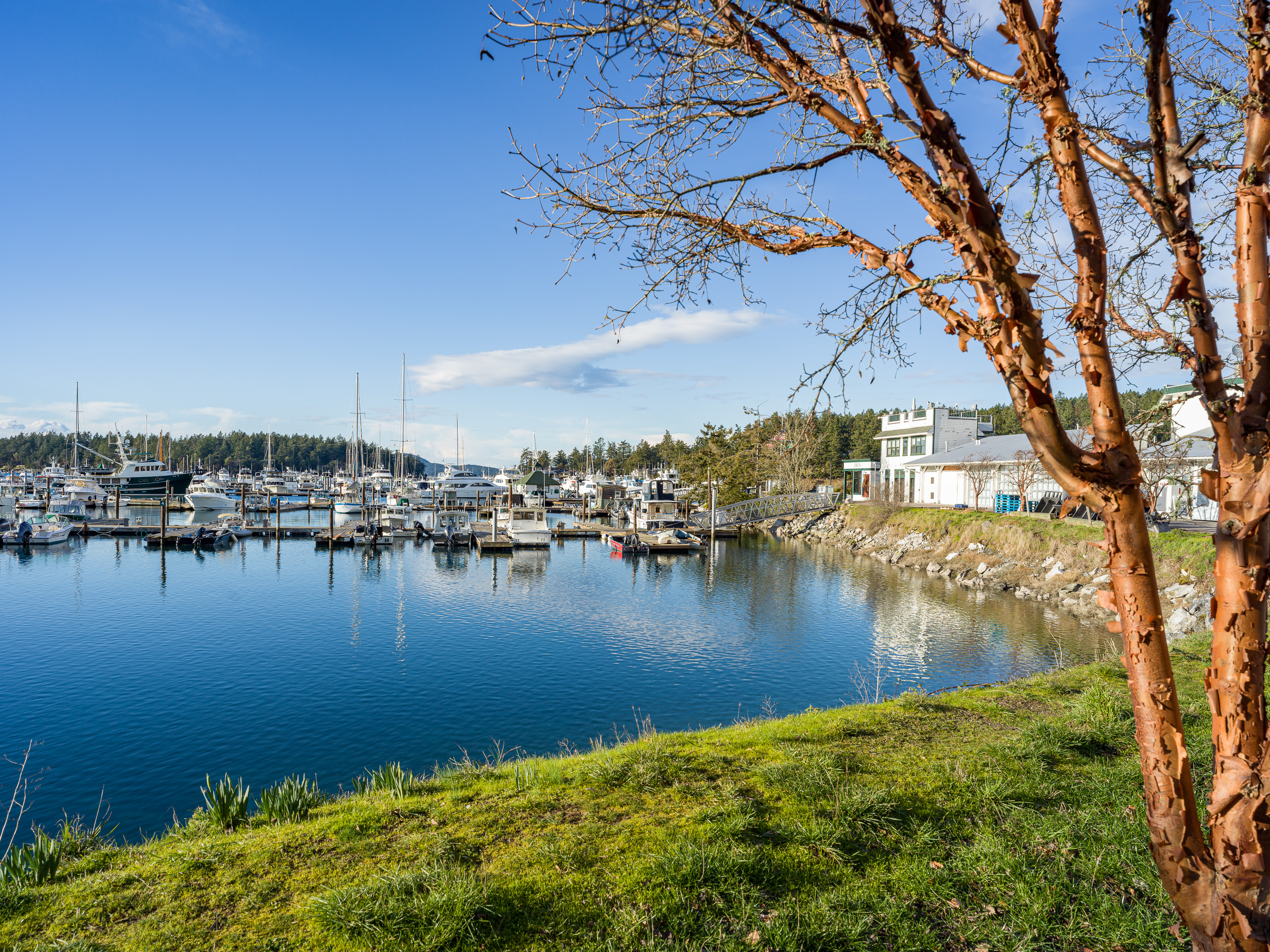  Tranquil Roche Harbor Retreat - 物件實景